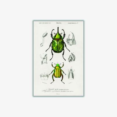 Wolf & Badger Green Chrysina Macropus And Eastern Hecules Beetle Print A1 594 X 841Mm Stanley Print House