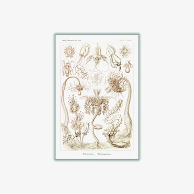 Wolf & Badger Rose Gold Diatomea-Schachtellinge I By Ernst Haeckel Extra Small Stanley Print House