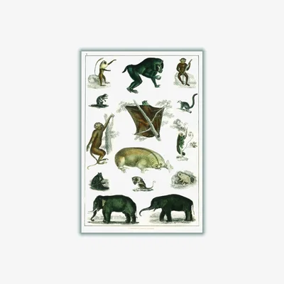 Wolf & Badger Grey Collection Of Wild Animals Print A4 210 X 297Mm Stanley Print House