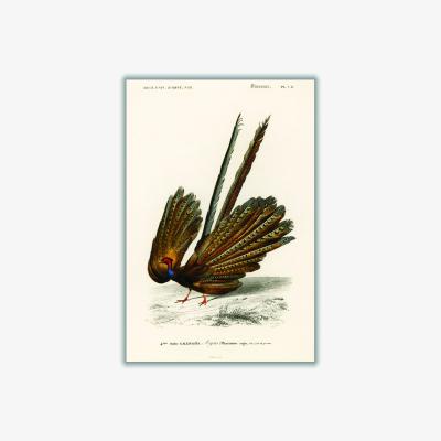 Wolf & Badger Brown Great Argus Print A3 297 X 420Mm Stanley Print House