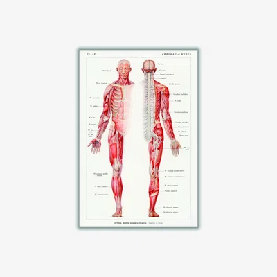 Wolf & Badger Red Human Nervous System A1 594 X 841Mm Stanley Print House