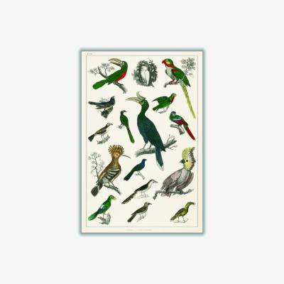 Wolf & Badger Parrots A3 297 X 420Mm Stanley Print House