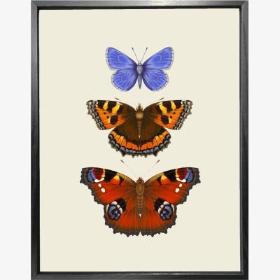 Wolf & Badger 'Antique British Butterflies Vi' Fine Art Print S Emily Carter