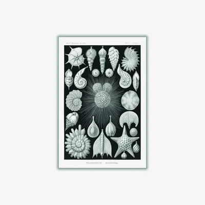 Wolf & Badger Grey Thalamophora-Kammerlinge I By Ernst Haeckel A4 210 X 297Mm Stanley Print House