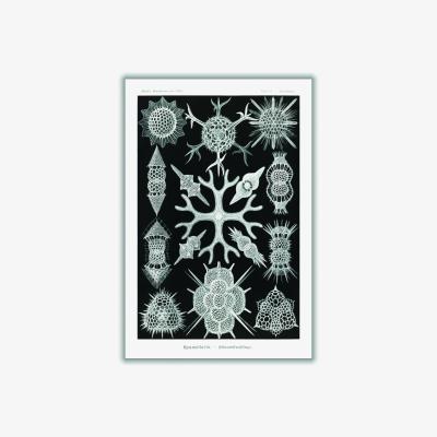 Wolf & Badger Grey Spumellaria-Schaumstrahlinge By Ernst Haeckel Extra Small Stanley Print House