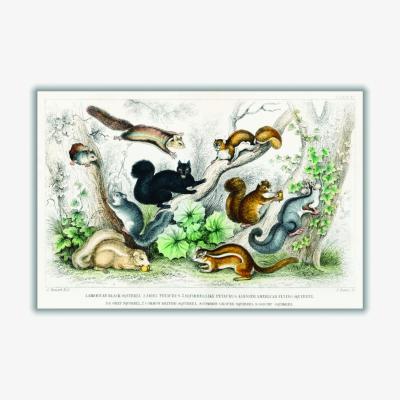 Wolf & Badger Various Squirrels Large Stanley Print House