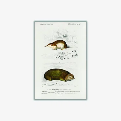 Wolf & Badger Shrew Brown A3 297 X 420Mm Stanley Print House
