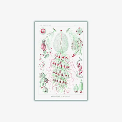 Wolf & Badger Red Siphonophorae-Staatsquallen Iiii By Ernst Haeckel A2 420 X 594Mm Stanley Print House