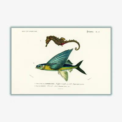 Wolf & Badger Blue Lined Seahorse A3 297 X 420Mm Stanley Print House
