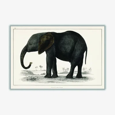 Wolf & Badger A Portrait Of A Dark Grey Elephant A3 297 X 420Mm Stanley Print House
