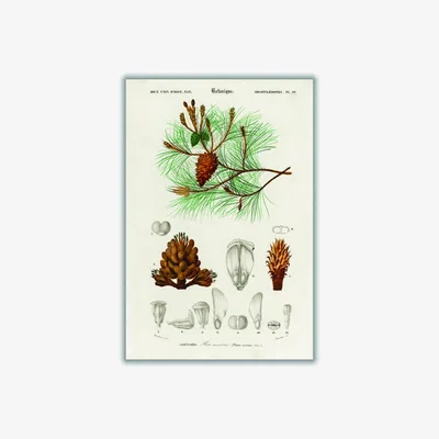 Wolf & Badger Green Martime Pine Tree And Needles A4 210 X 297Mm Stanley Print House