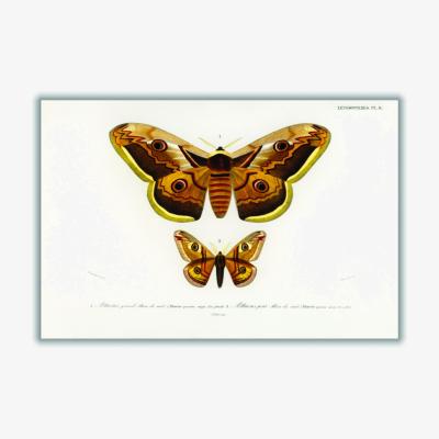 Wolf & Badger Emporor Moths Medium Stanley Print House