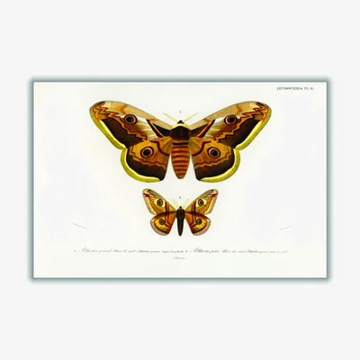Wolf & Badger Emporor Moths Medium Stanley Print House