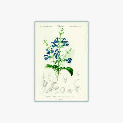 Wolf & Badger Green Salvia Patens A3 297 X 420Mm Stanley Print House