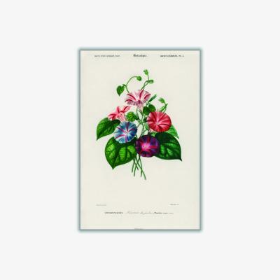 Wolf & Badger Morning Glory A4 210 X 297Mm Stanley Print House
