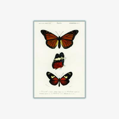 Wolf & Badger Brown Natural History Different Types Of Butterfly 5 A1 594 X 841Mm Stanley Print House