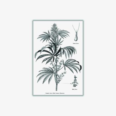Wolf & Badger Neutrals Cannabis Sativa Botanical Illustration A2 420 X 594Mm Stanley Print House