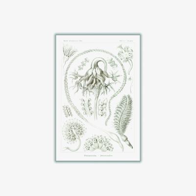 Wolf & Badger Neutrals Pennatulida-Federkorallen By Ernst Haeckel A2 420 X 594Mm Stanley Print House