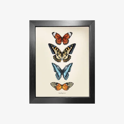 Wolf & Badger Antique Tropical Butterflies Iii' Fine Art Print A5 Emily Carter