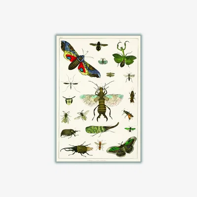 Wolf & Badger Green Collection Of Insects I Print Small Stanley Print House