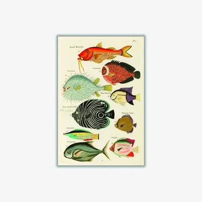 Wolf & Badger Fish Found In Indonesia Extra Large Stanley Print House