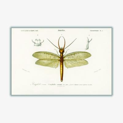 Wolf & Badger Green Eastern Dobsonfly A2 420 X 594Mm Stanley Print House