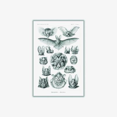 Wolf & Badger Grey Chiroptera-Fledertiere By Ernst Haeckel A3 297 X 420Mm Stanley Print House