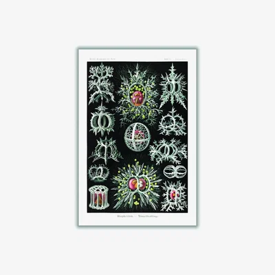 Wolf & Badger Grey Stephoidea-Ringelstrahlinge By Ernst Haeckel A3 297 X 420Mm Stanley Print House