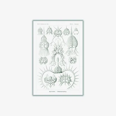 Wolf & Badger Neutrals Spyroidea-Nükchenstrahlinge By Ernst Haeckel A2 420 X 594Mm Stanley Print House