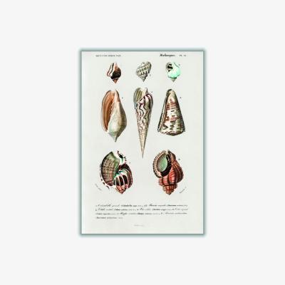 Wolf & Badger Rose Gold Types Of Mollusks A3 297 X 420Mm Stanley Print House