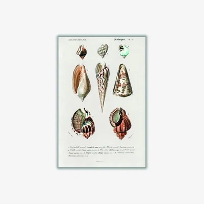Wolf & Badger Rose Gold Types Of Mollusks A3 297 X 420Mm Stanley Print House