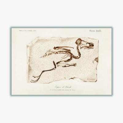 Wolf & Badger Brown Kingfisher A2 420 X 594Mm Stanley Print House