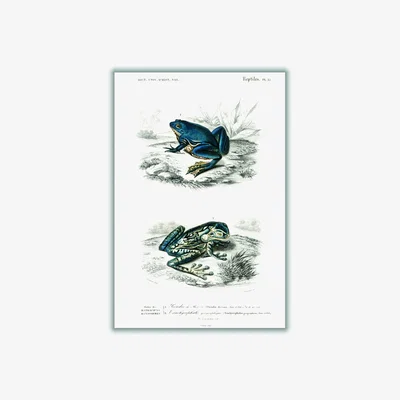 Wolf & Badger Blue Shrinking Frog & Black-Spotted Casque-Headed Tree A2 420 X 594Mm Stanley Print House