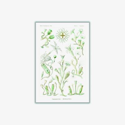 Wolf & Badger Green Campanariae-Glockenpolnpen By Ernst Haeckel A4 210 X 297Mm Stanley Print House