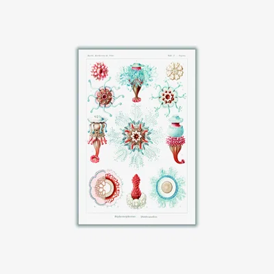 Wolf & Badger Siphonophorae-Staatsquallen I By Ernst Haeckel A2 420 X 594Mm Stanley Print House