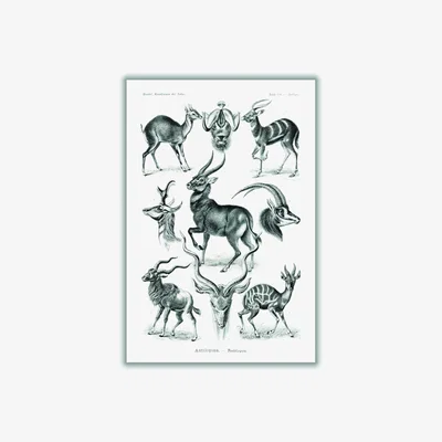 Wolf & Badger Black Antilopina-Antilopen By Ernst Haeckel A3 297 X 420Mm Stanley Print House
