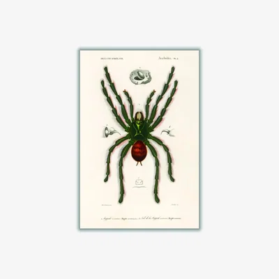 Wolf & Badger Black Pinktoe Tarantula A4 210 X 297Mm Stanley Print House
