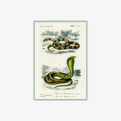 Wolf & Badger Green Coral Snake And Egyptian Cobra A4 210 X 297Mm Stanley Print House