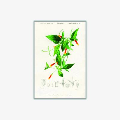 Wolf & Badger Candy Corn Vine Print - Green A2 420 X 594Mm Stanley Print House