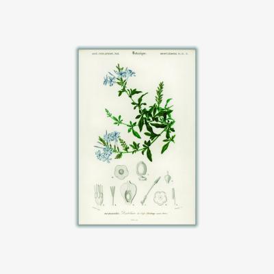 Wolf & Badger Green Plumbago Capensis Xxs Stanley Print House