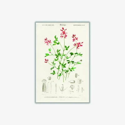 Wolf & Badger Indigofera Procumbens Print Small Stanley Print House