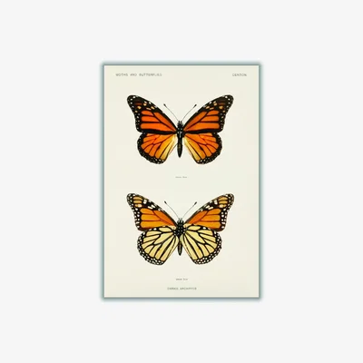 Wolf & Badger Monarch Butterfly Vintage A4 210 X 297Mm Stanley Print House