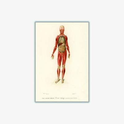 Wolf & Badger Red Human Body A1 594 X 841Mm Stanley Print House