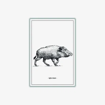 Wolf & Badger Grey Wild Boar A3 297 X 420Mm Stanley Print House