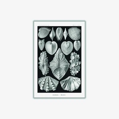 Wolf & Badger Grey Acephala-Muscheln By Ernst Haeckel Extra Large Stanley Print House