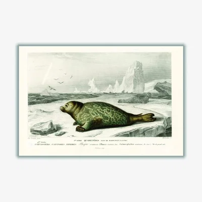Wolf & Badger Grey Seal A1 594 X 841Mm Stanley Print House
