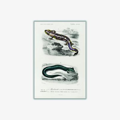 Wolf & Badger Grey Mudpuppy Illustration A1 594 X 841Mm Stanley Print House