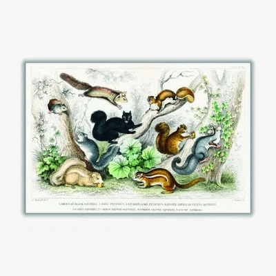 Wolf & Badger Various Squirrels A4 210 X 297Mm Stanley Print House