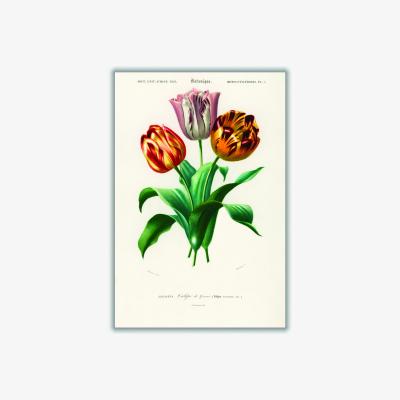 Wolf & Badger Didier's Tulip Print A3 297 X 420Mm Stanley Print House