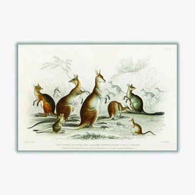 Wolf & Badger Brown Various Types Of Kangaroo Extra Large Stanley Print House
